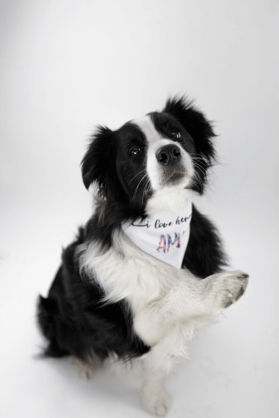 Vlastní potisk na Šátek pro Psa na Suchý Zips 38 - 45 cm